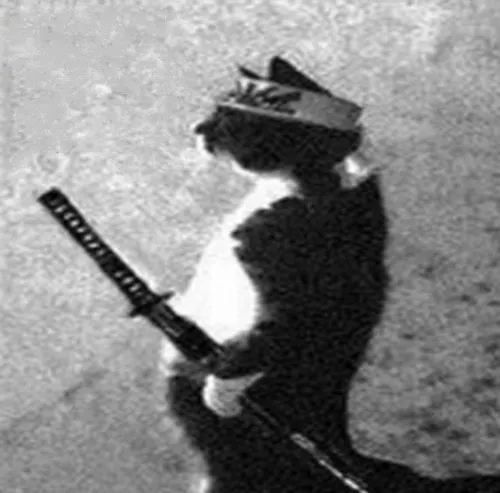 Ảnh profile Tiktok mèo vô tri meme nhìn đời mệt