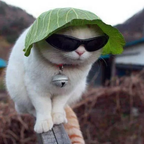 Hình avatar cute mèo vô tri đơ mặt