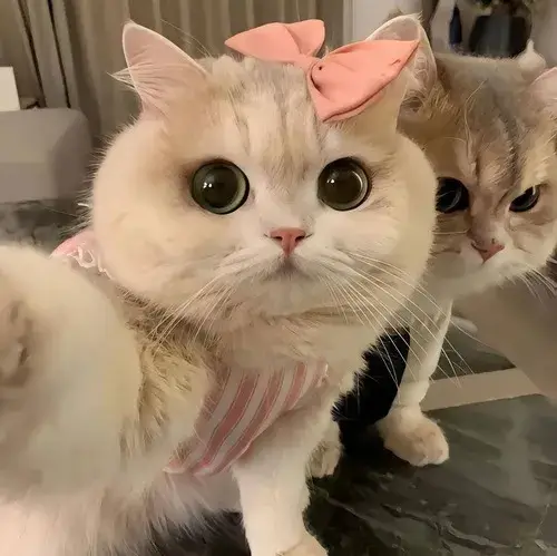 Hình hiển thị mèo meme lạnh lùng tông trung tính