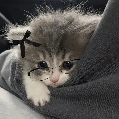 Biểu cảm đờ đẫn mèo meme tạo cười châm biếm