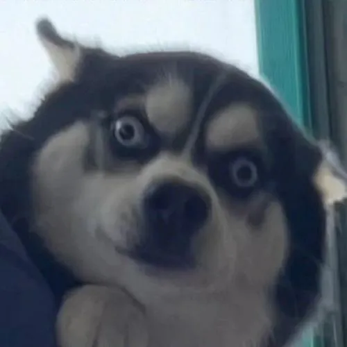 Hình profile hài hước ánh nhìn trống bố cục chính diện cười ngầm