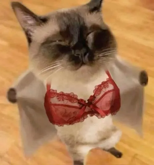 Avatar mèo vô tri hài hước phong cách đơ toàn tập nhưng khó quên