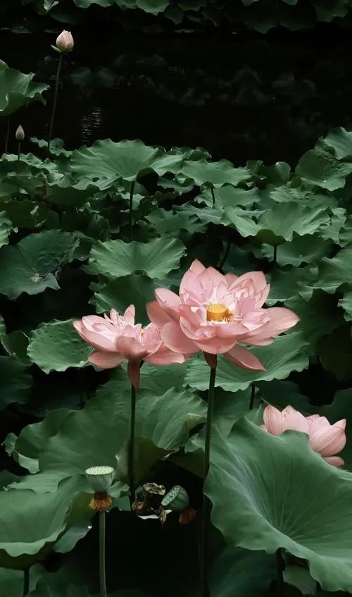 Hình hoa sen lệch khung tạo khoảng trống tạo sự thiền.