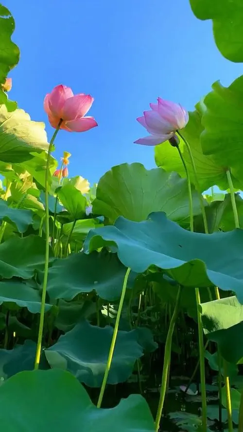 Nghệ thuật chụp hoa sen và sự cân bằng giữa ánh sáng màu sắc