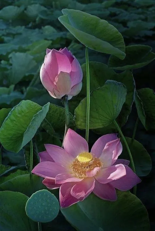 Ảnh hoa sen trên lá sen đỡ hoa dịu dàng.