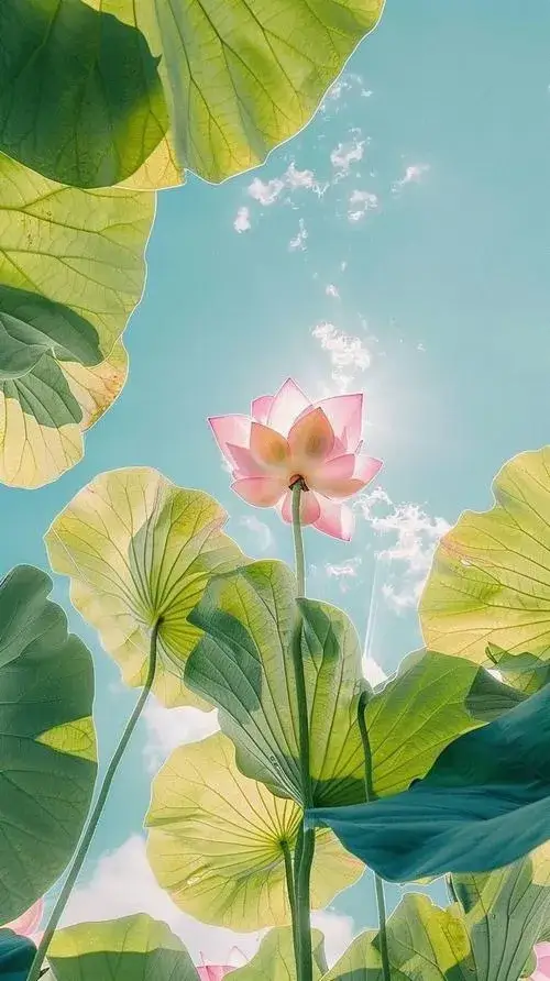 Ảnh sen cạn trong cảnh thiên nhiên tĩnh sâu lắng.