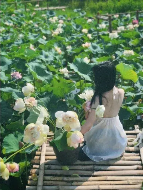 Hình hoa sen phản chiếu nền nước tạo khoảng lặng thị giác.