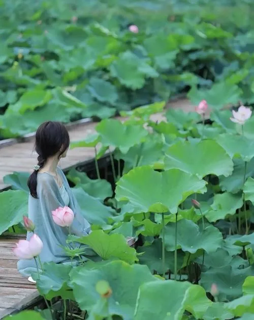 65 Ảnh Chụp Hoa Sen Nghệ Thuật và vẻ đẹp tĩnh lặng chạm đến cảm xúc người xem