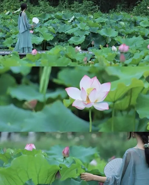 Ảnh hoa sen nền mặt nước phản chiếu nhẹ.