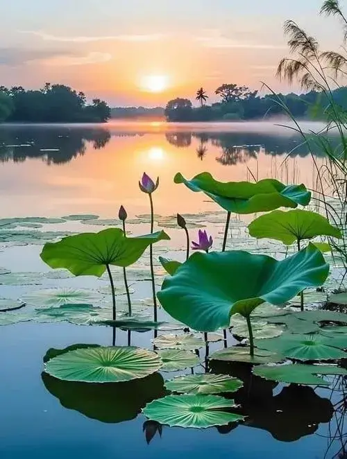 Hình sen trắng tinh khiết trong bố cục tối giản thiền vị.