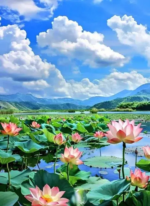 Ảnh nghệ thuật hoa sen cận cảnh giọt sương làm nổi thần thái hoa.