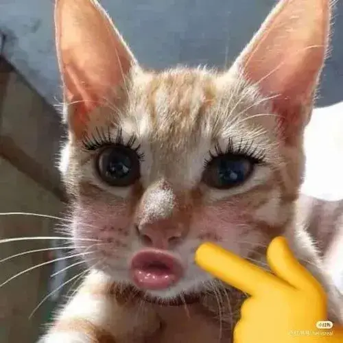 Mèo vô tri meme gây cười bằng im lặng