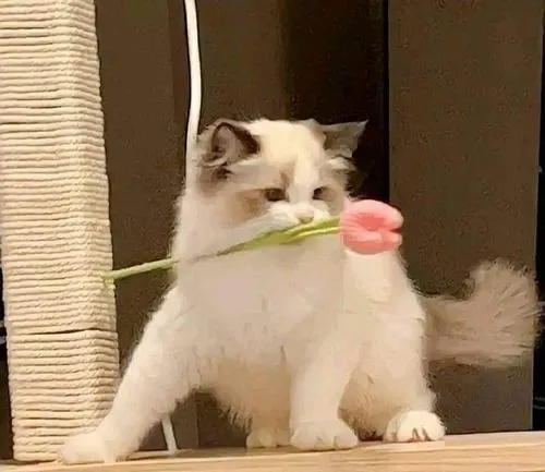 Hình đại diện cute mèo cho thấy mèo trở thành biểu tượng giải trí