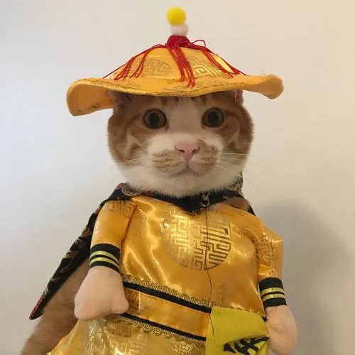 Ảnh hiển thị mèo phản ánh văn hóa vô tri của gen z