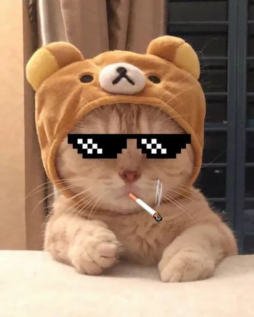 Ảnh hiển thị mèo với biểu cảm ngớ ngẩn tạo kết nối