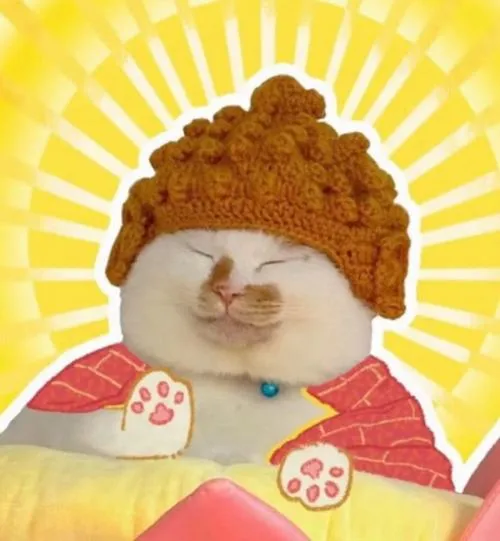Ảnh profile mèo lan tỏa trong cộng đồng meme mèo rất giải trí