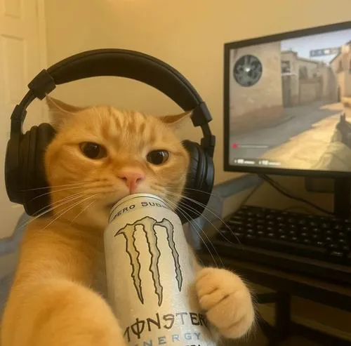 Ảnh profile mèo đơ giữ trống cảm xúc rất chill