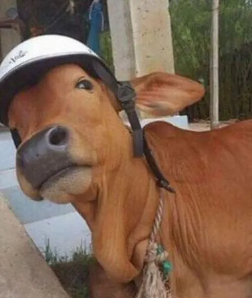 Hình đại diện cute biểu cảm đơ kết hợp nền đơn sắc rất tối giản