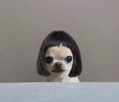 Hình đại diện hài đơ toàn tập màu nhạt vui nhộn