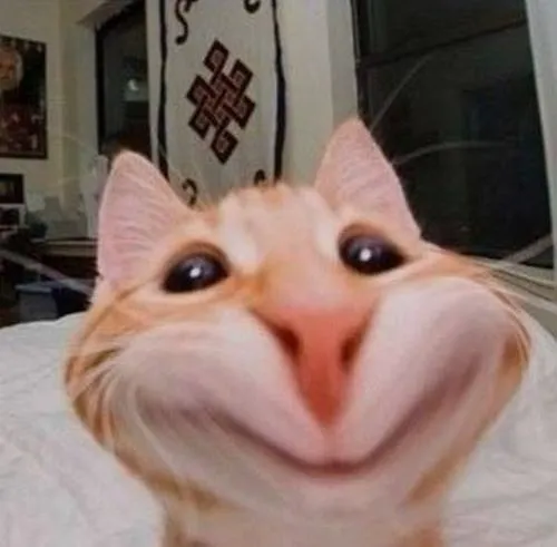 Vì sao avatar mèo vô tri khiến ảnh profile trở nên gần gũi hơn