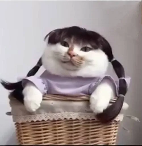 Avatar mèo ngáo với biểu cảm mặt ngơ gây thư giãn