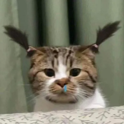 Hình đại diện ngầu mèo gắn phụ kiện mũ trái cây tạo giải trí