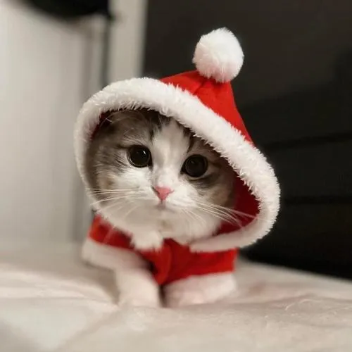 Ảnh profile mèo dùng góc chụp dìm tạo nét hài gần gũi