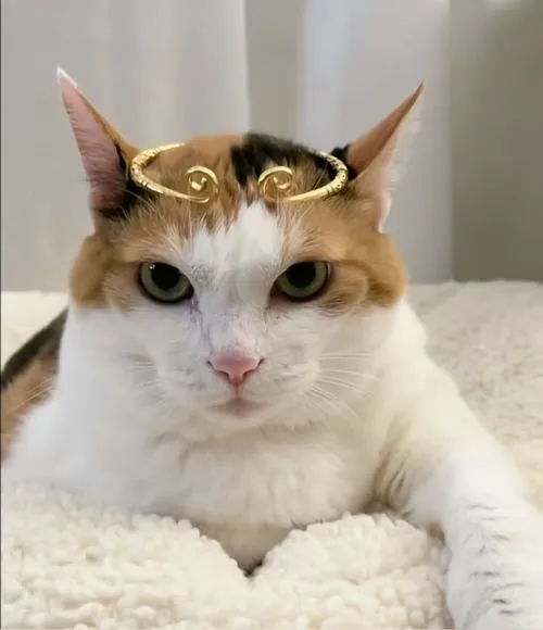 Hình đại diện cute mèo mang vibe chill và đơ mặt đúng chất vô tri