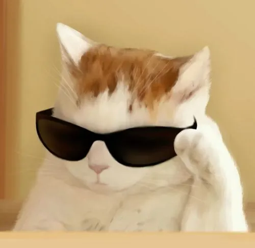 Avatar mèo vô tri đang trở thành lựa chọn ảnh đại diện được gen z yêu thích