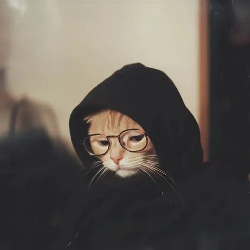 Avatar mèo vô tri giúp thể hiện cá tính đơn giản mà không nhạt