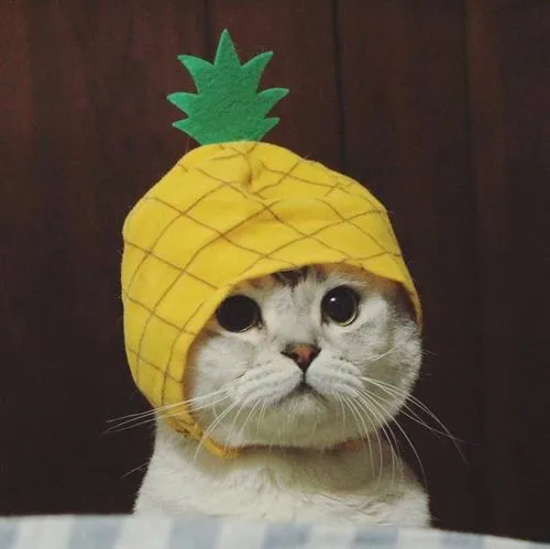 Ảnh profile mèo đơ giữ đơ mặt và vô thức