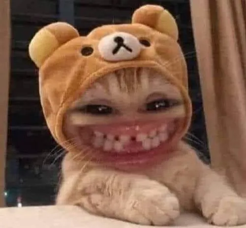 Hình profile mèo đặt bố cục cận mặt cùng tông màu nhạt thư giãn