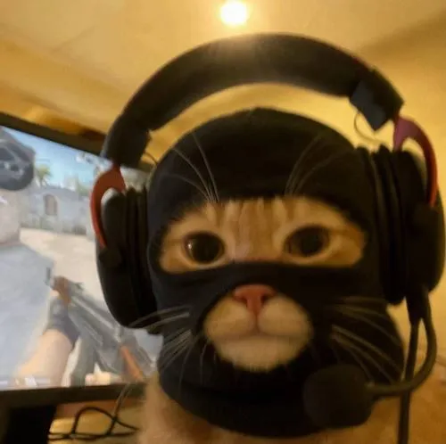 Ảnh trang cá nhân mèo mang tính meme cao hợp xu hướng mạng xã hội