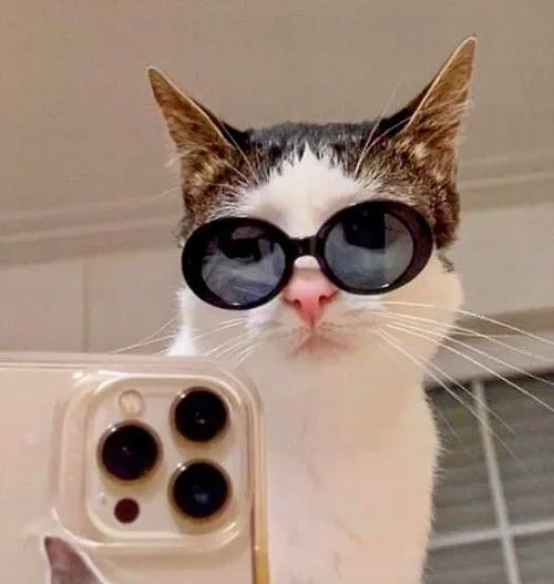 Ảnh profile mèo vô tri và lý do ai nhìn cũng bật cười