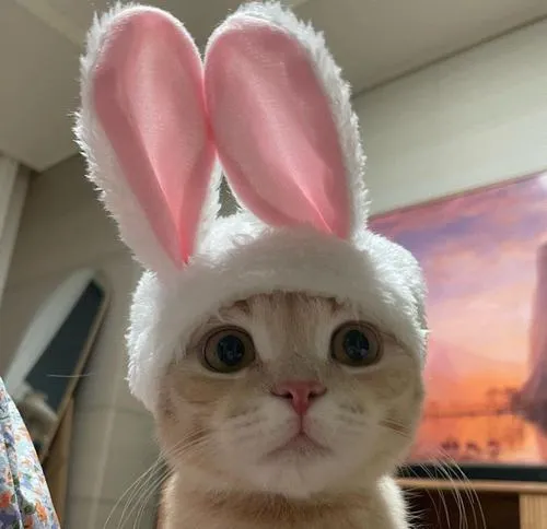 Avatar mèo meme mang tính meme cao và hài