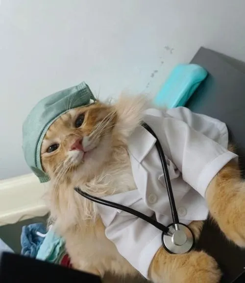 Ảnh avatar ngầu mèo tập trung mũi mèo tạo điểm nhìn hài