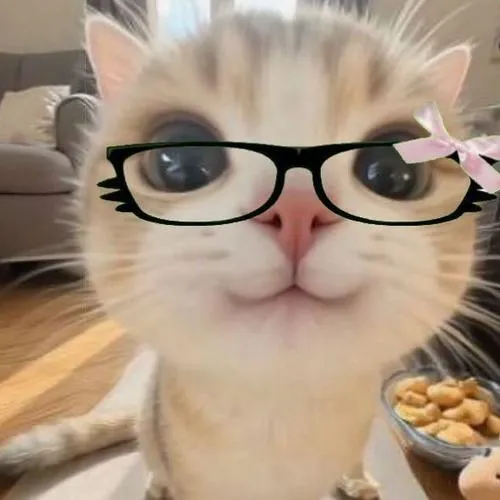 Ảnh avatar mèo kết nối cộng đồng gen z qua văn hóa ảnh đại diện gen z