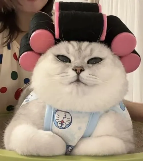 Ảnh đại diện mèo xuất hiện nhiều trên Pinterest nhờ hình ảnh chill