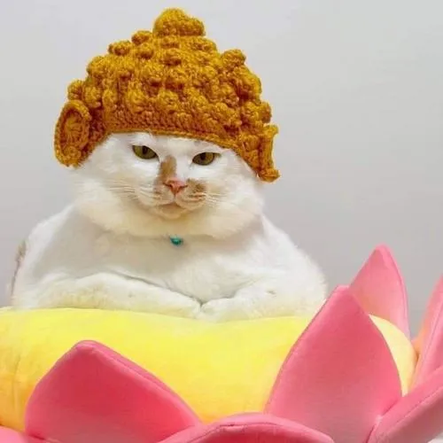 Ảnh trang cá nhân mèo giúp nhận diện cá nhân bằng meme mèo viral