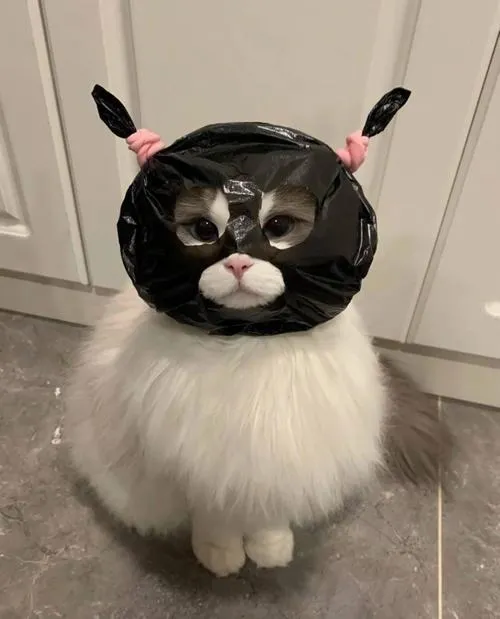 Avatar mèo ngáo thể hiện ngáo ngơ đúng văn hóa vô tri