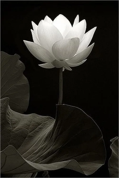 Avatar chia buồn hoa sen trắng bố cục cận hoa thanh tịnh