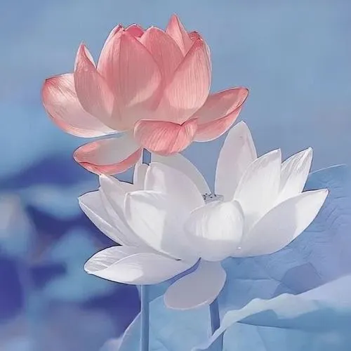 Ảnh profile hoa sen trắng phù hợp không khí trang nghiêm đám tang