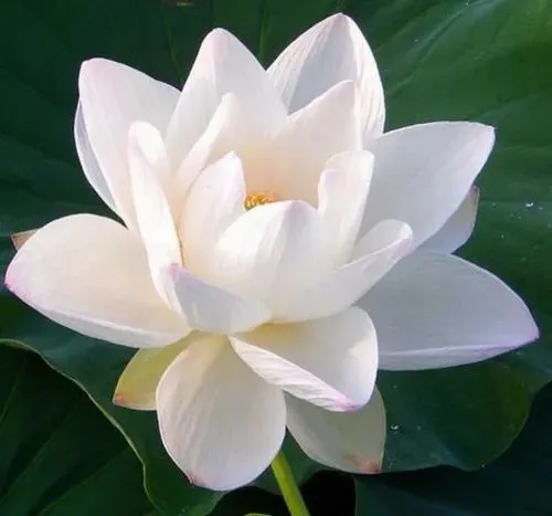 Avatar hoa sen trắng thay lời tiễn biệt nhẹ nhàng và tinh tế