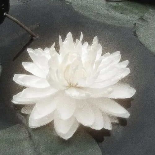 Avatar tang lễ hoa sen trắng ánh sáng dịu tĩnh lặng tiễn biệt