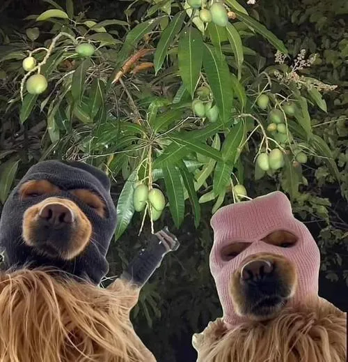 Ảnh profile chó vô tri dành cho ai thích sự im lặng