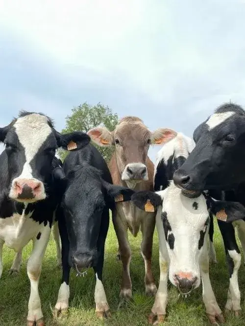 Ảnh đại diện hội 5 người thể hiện tư thế hài hòa