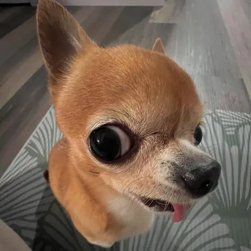 Ảnh profile vô tri cute dành cho ai thích hài nhẹ không cần nói nhiều