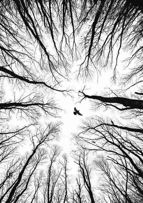 Hình tối giản màu dẫn dắt nhịp nhìn bằng ánh xám dịu.