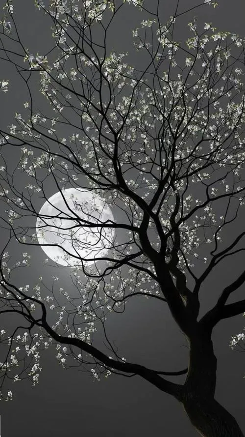 Ảnh đen trắng khai thác ánh sáng và bóng tối tạo tĩnh lặng sâu.