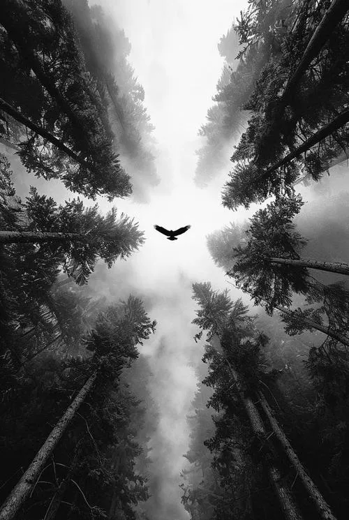 Sự tinh giản trong ảnh đen trắng nghệ thuật tạo chiều sâu cảm xúc